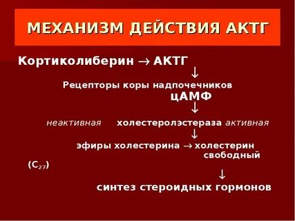 Актг гормон