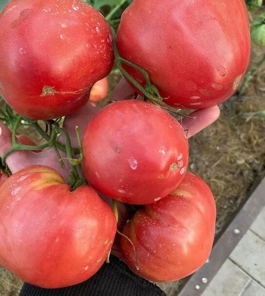 Томат бычье сердце семена. Томат малиновое пламя. Сорта томатов малиновое сердце. Малиновое сердце томат описание. Томат малиновое сердце.