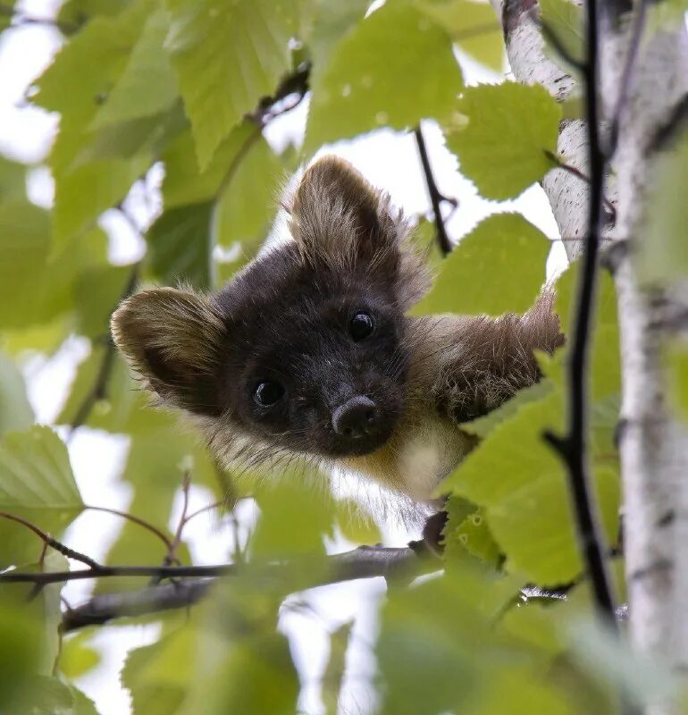 Куница горская. Белогрудая куница. Куница 2023. Лесная и каменная куница. Байкальский заповедник баргузинский соболь.