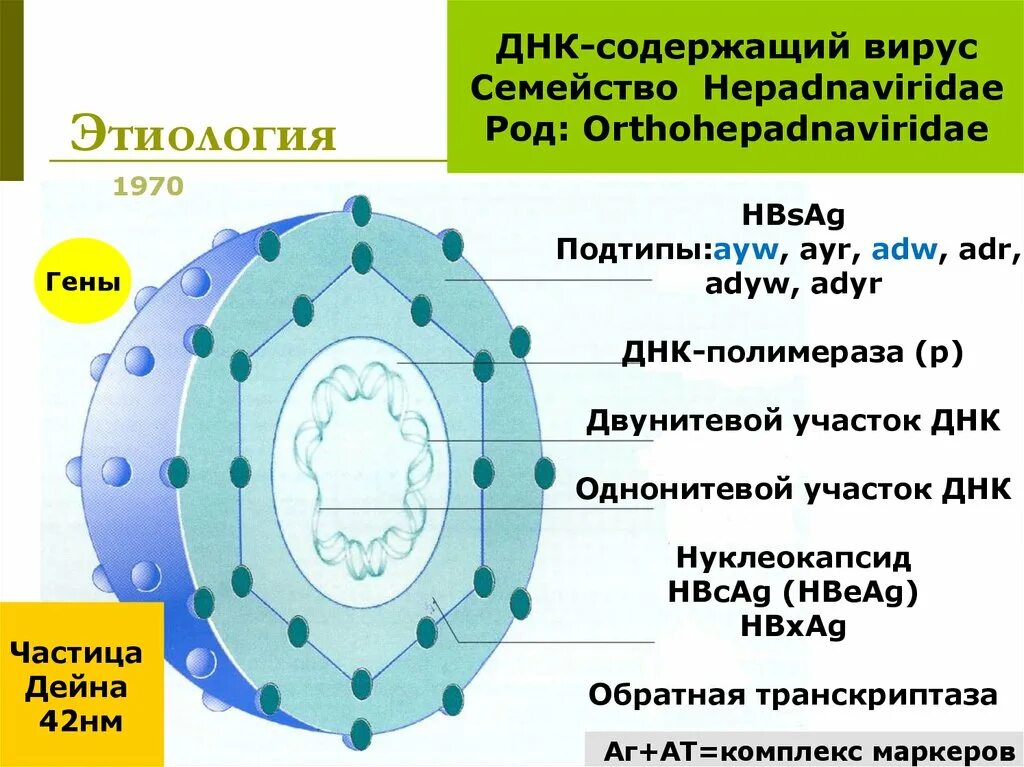 ДНК содержащие вирусы. Строение ДНК вируса. Структура ДНК вирусов. ДНК содержащие онкогенные вирусы.