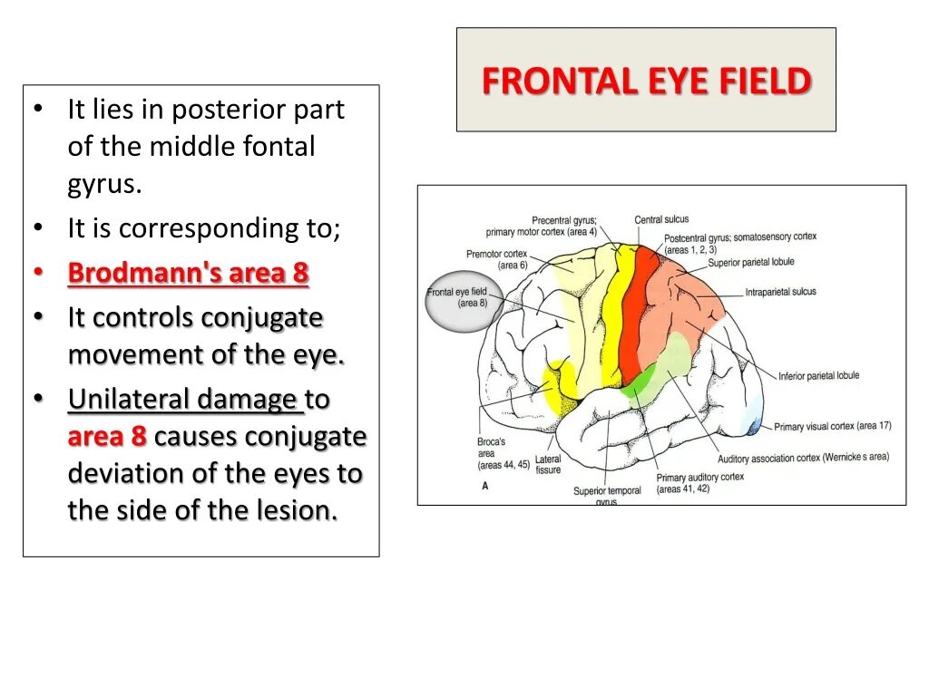 Движение глаз. Frontal eye field. Visual cortex. Horizontal gaze. Posterior parietal association cortex на русском.