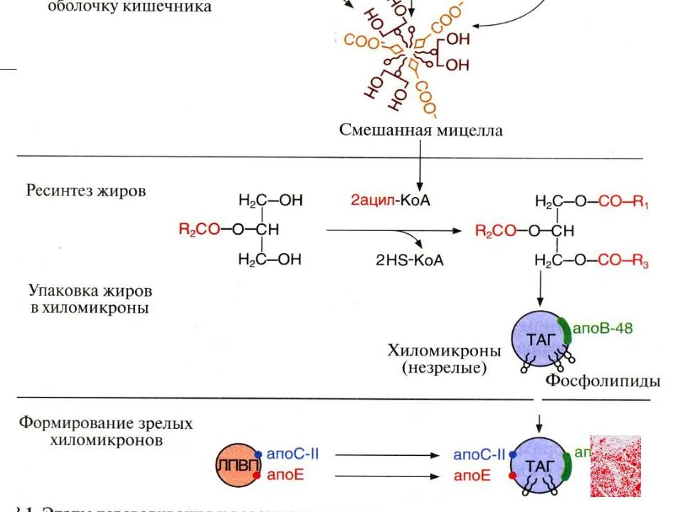 Синтез жиров в кишечнике. Ресинтез жиров в слизистой оболочке тонкого кишечника. Схема ресинтеза таг в кишечнике. Ресинтез липидов схема. Ресинтез жира в стенке кишечника..