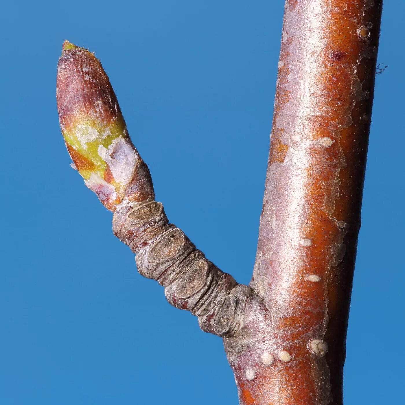 Березовые почки фото. Береза пушистая Betula pubescens. Береза повислая побег. Береза повислая почки. Береза бородавчатая побеги.