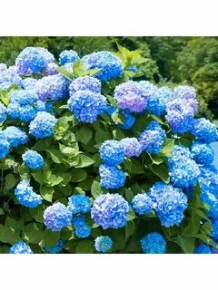 Ever blue