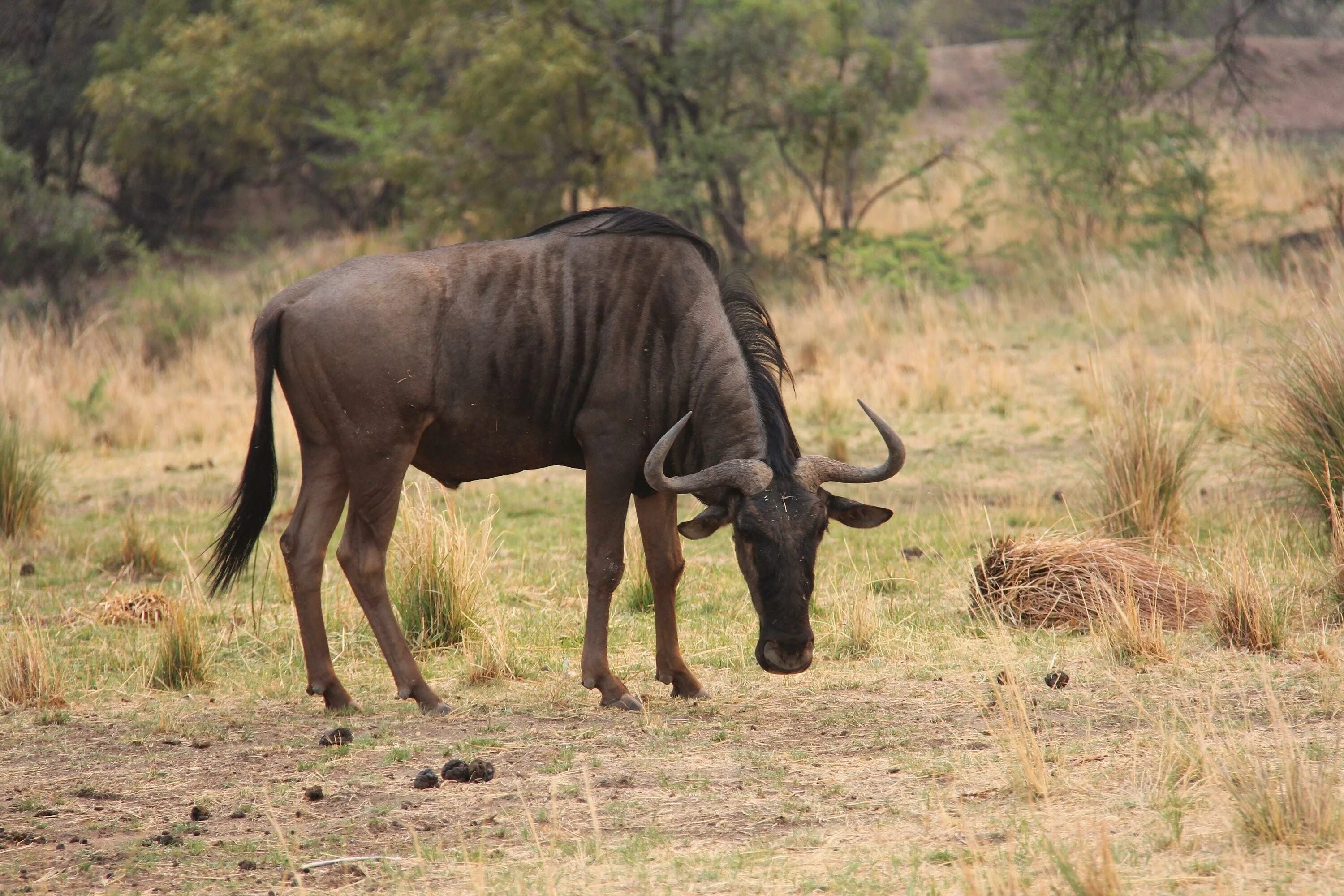Животные саванны в африке. Йоханнесбург Африка сафари. Травоядные саванны. ЮАР Саванна. Животные саванны Африки.