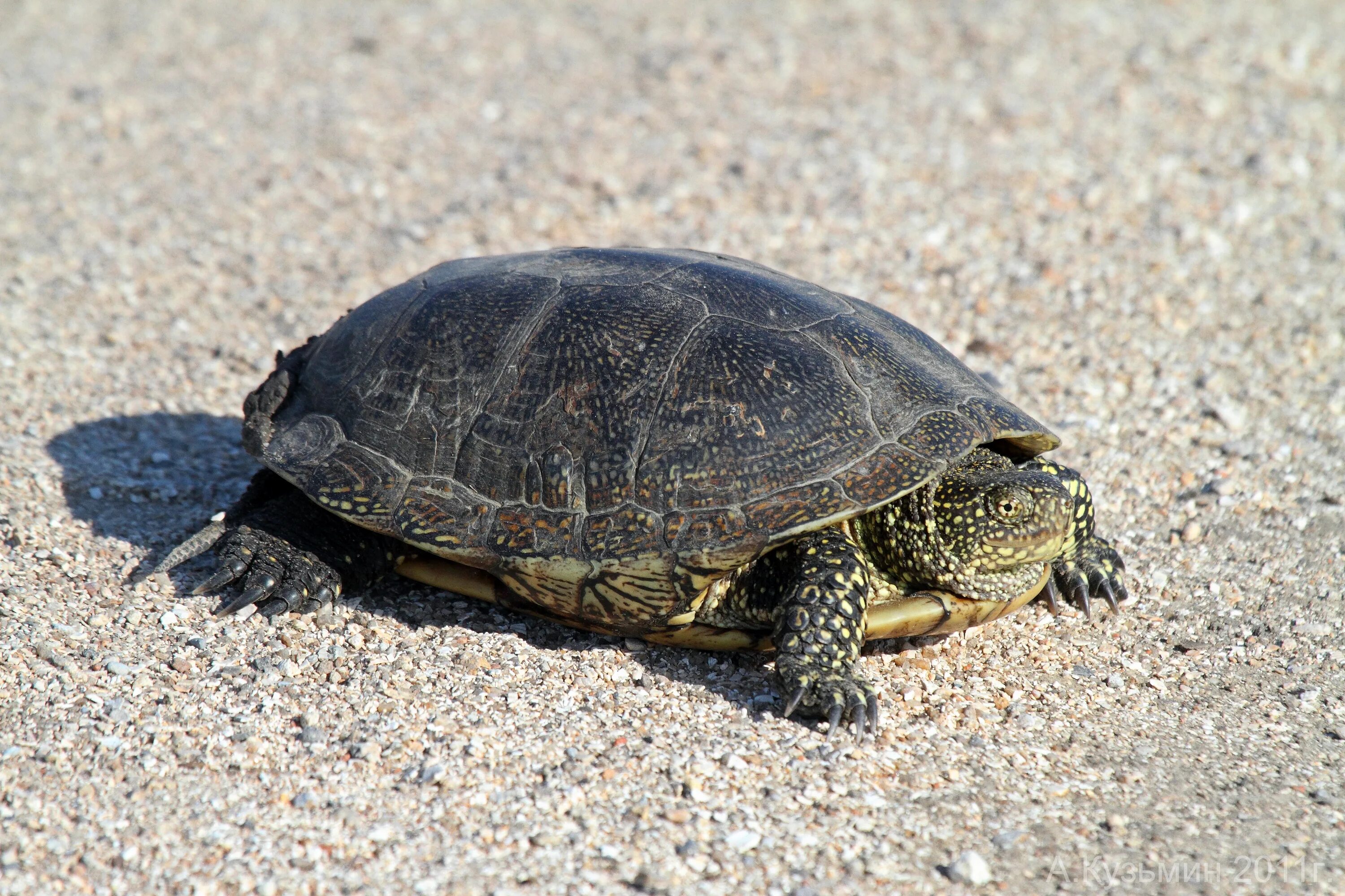 Какие черепахи относятся к морским. Среднеазиатская Болотная черепаха. Красноухая Болотная черепаха. Европейская Болотная черепаха. Морская Болотная черепаха.