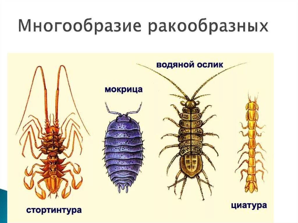 Предки ракообразных. Отряд равноногие водяной ослик. Отряд равноногие ракообразные представители. Членистоногие ракообразные представители. Многообразие ракообразных.