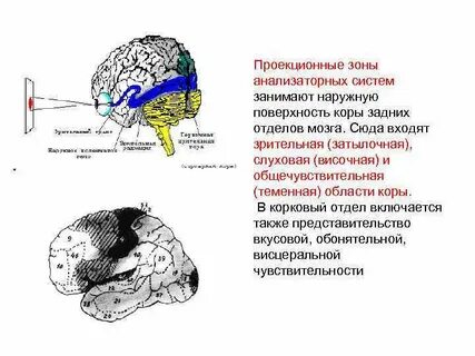 Где находится зрительная зона