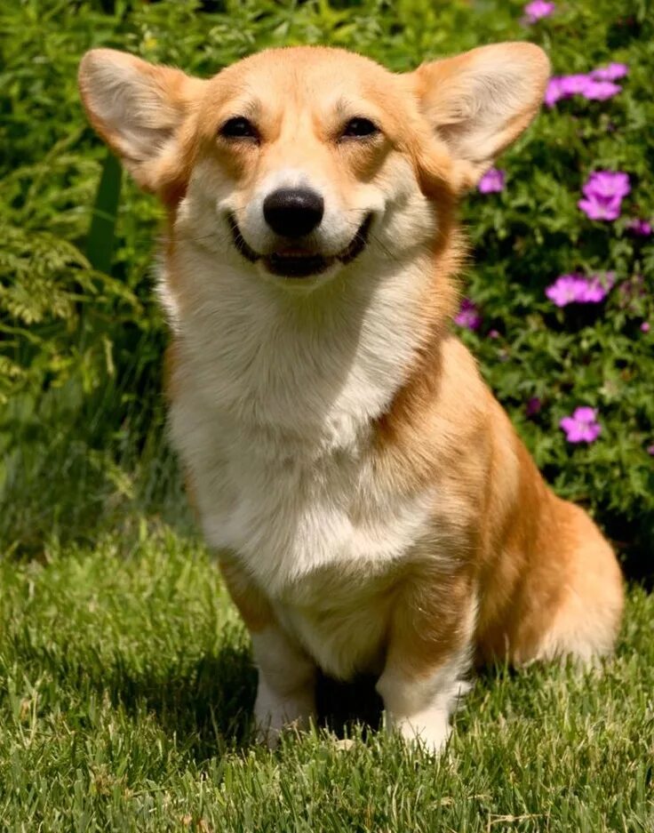 28 Reasons We Need To Save Corgis From Extinction Dog breeds list, Corgi, Dog br