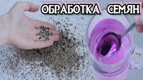 Чем обрабатывают семена