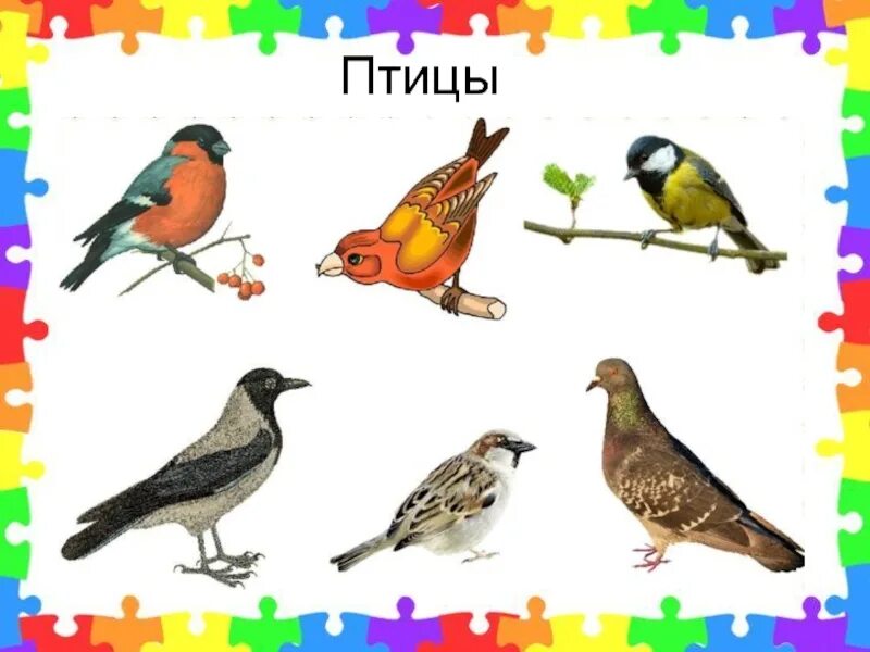 Назови одним словом птицы. Назови одним словом. Картинки для игры назови одним словом. Картинки птицы для детей в детском саду.