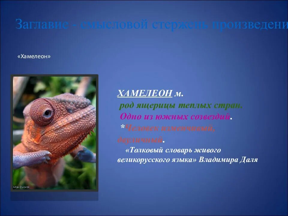 Хамелеон кто написал. Рассказ хамелеон. Жанр произведения хамелеон. Хамелеон 7 класс. Литература 7 класс хамелеон.