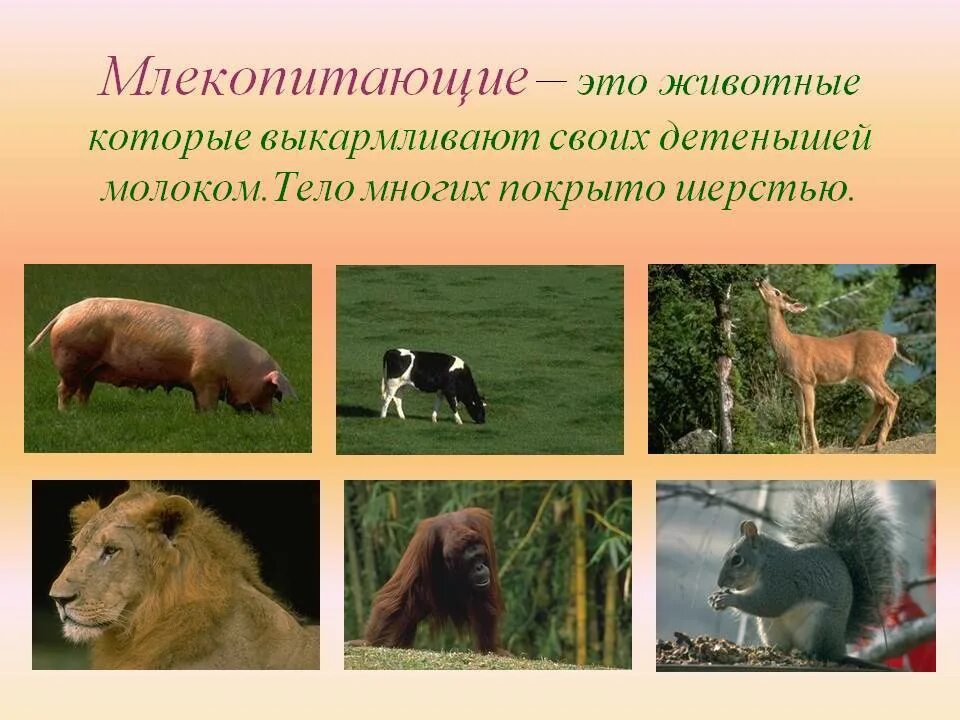 Животные и их виды