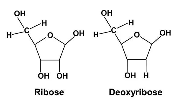 D рибоза. Deoxyribose. Рибоза формула. Ribose and deoxyribose. Сахар рибоза