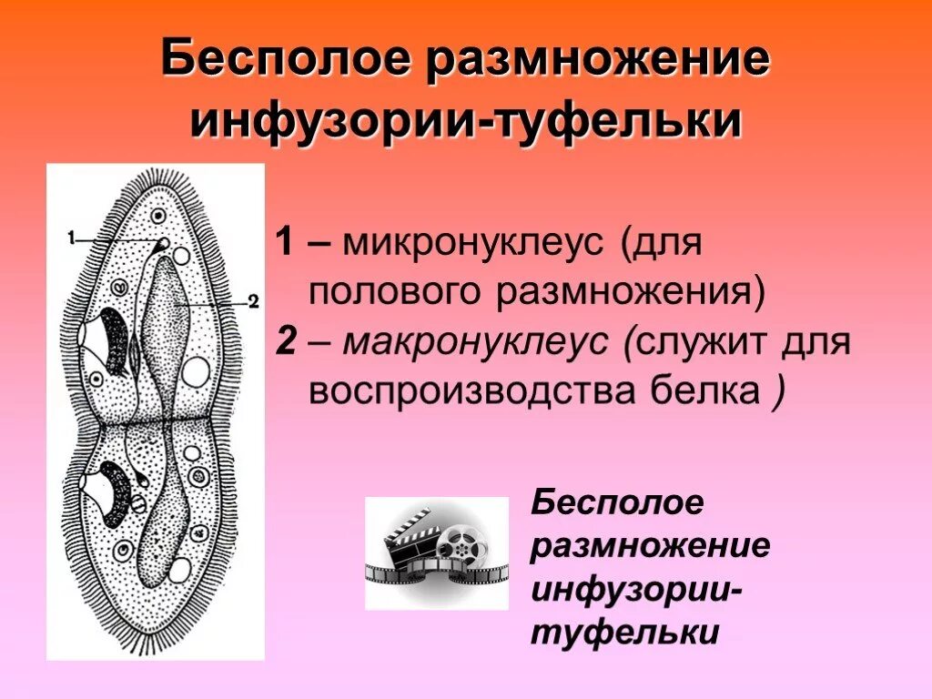 Цикл размножения инфузории туфельки. Инфузория туфелька макронуклеус. Инфузория туфелька макронуклеус и микронуклеус. Конъюгация инфузории туфельки.