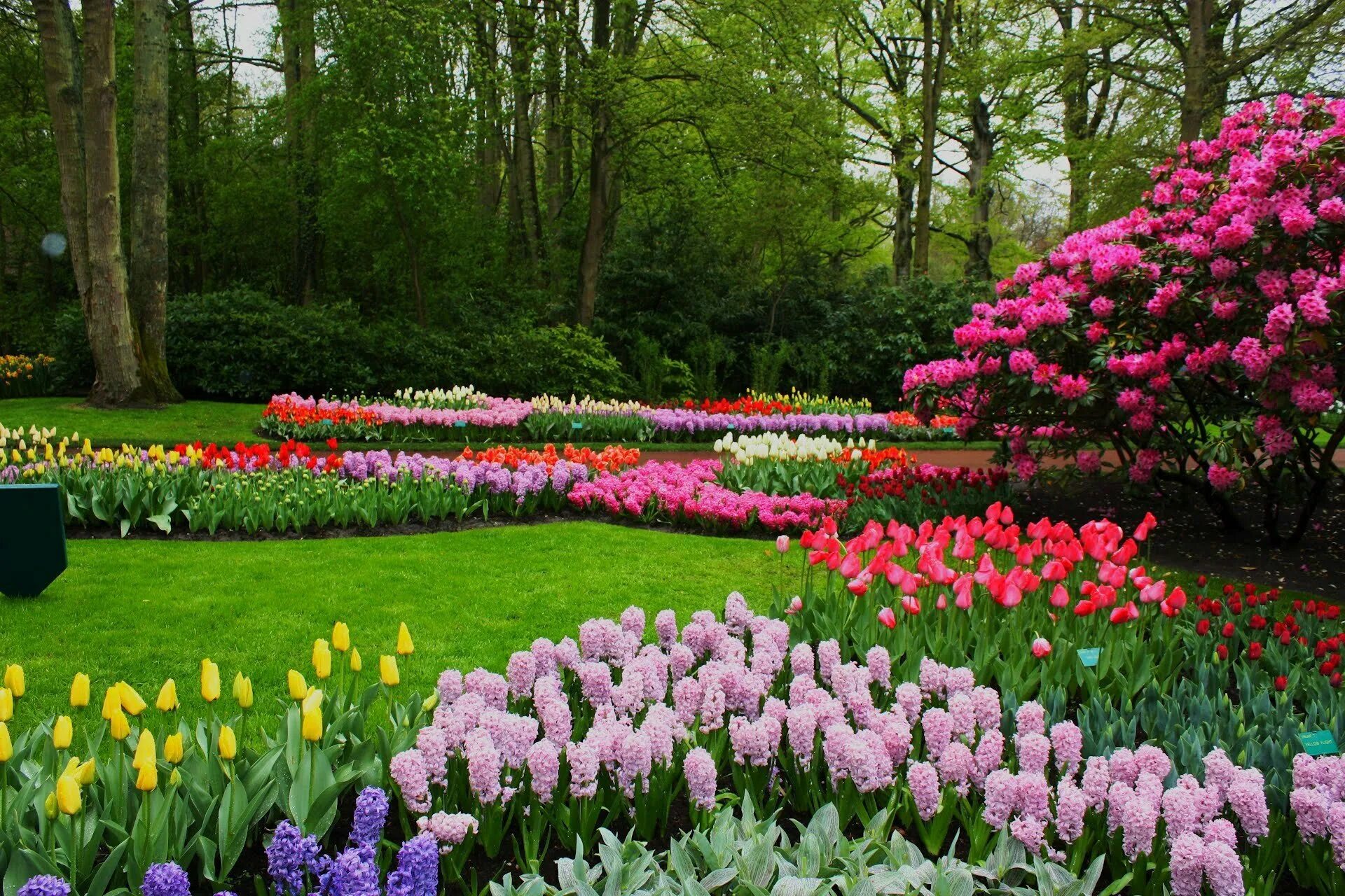 Весенний сад (Spring Topiary Garden). Флауэрс Гарден парк. Кекенхоф парк гиацинт. Парк Кюкенхоф гиацинты. Много цветов в природе