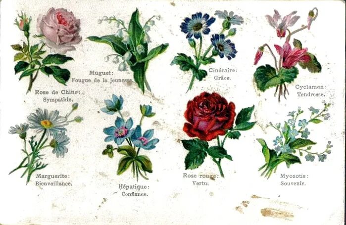 символика цветов растений. полевые цветы язык цветов. селам язык цветов. селам язык цветов. язык цветов полевые цветы.