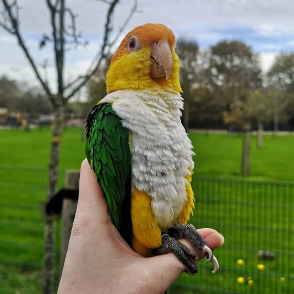 I ve parrot. Черноголовый каик. Черноголовый белобрюхий каик. Черношапочный каик. Рыжеголовый каик.