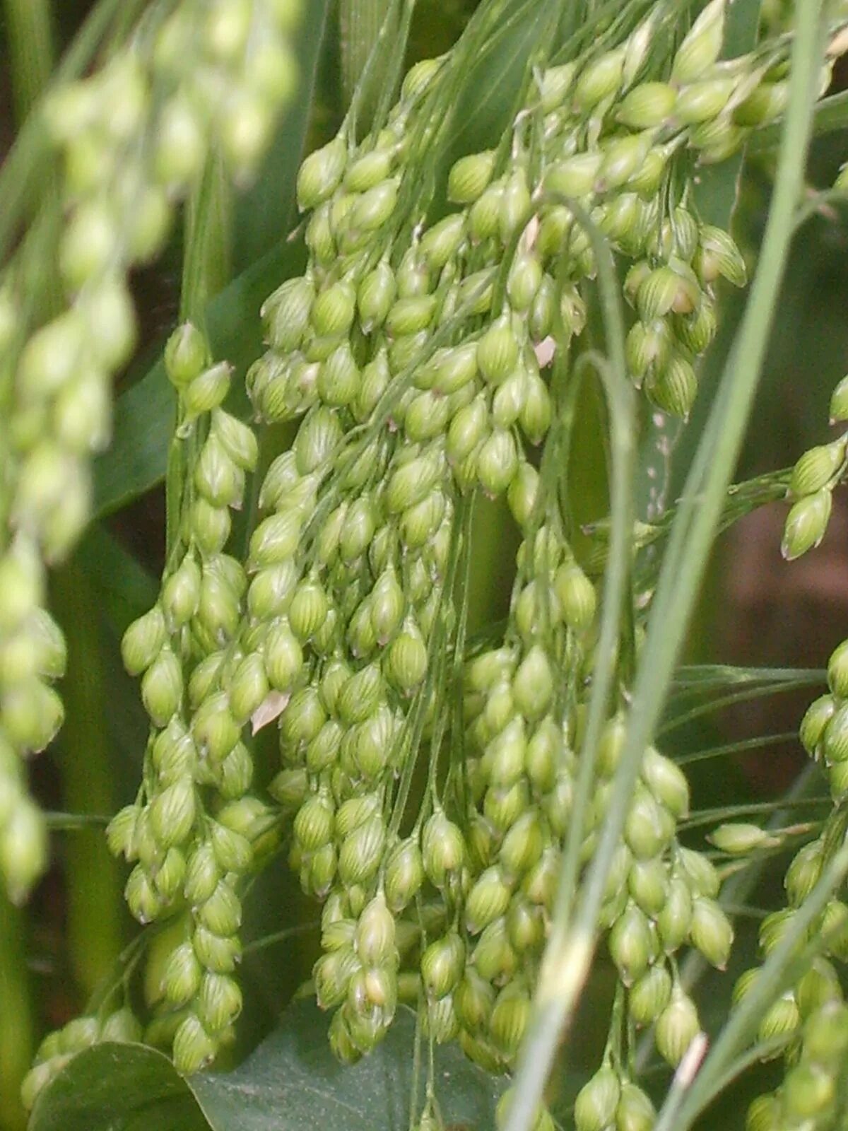 Как выглядит просо. Просо злак. panicum miliaceum. просо чумиза. злак чумиза.