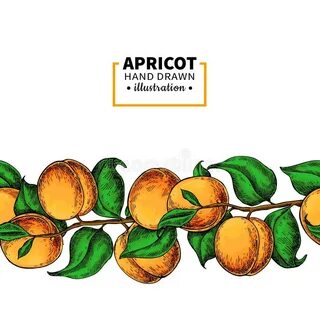 Абрикос графика