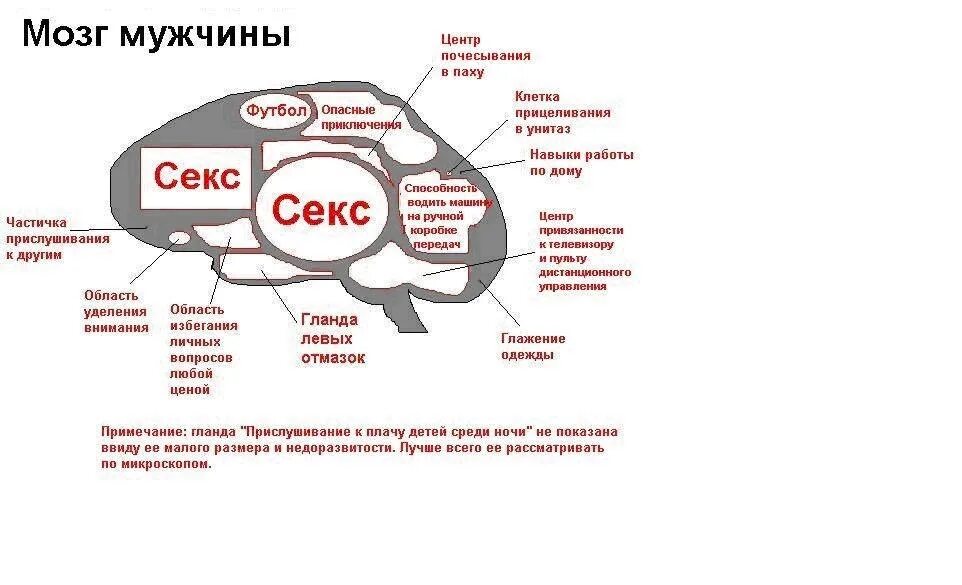 Мозг женщины. Мужской и женский мозг. Женский и мужской мозг перед сном. Мозг мужчины. Вынес какой вид