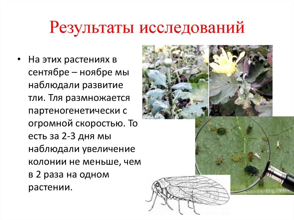 Тля тип развития. Тля размножается. цикл развития тли. размножение тли. стадии развития тли.