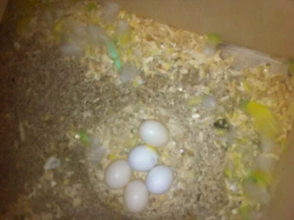 Можно ли попугаям яйцо. Неоплодотворенные яйца волнистых попугаев. Оплодотворенное яйцо аволнистоготпопугая. Инкубация яиц волнистых попугаев. Инкубируем яйца волнистых попугаев.