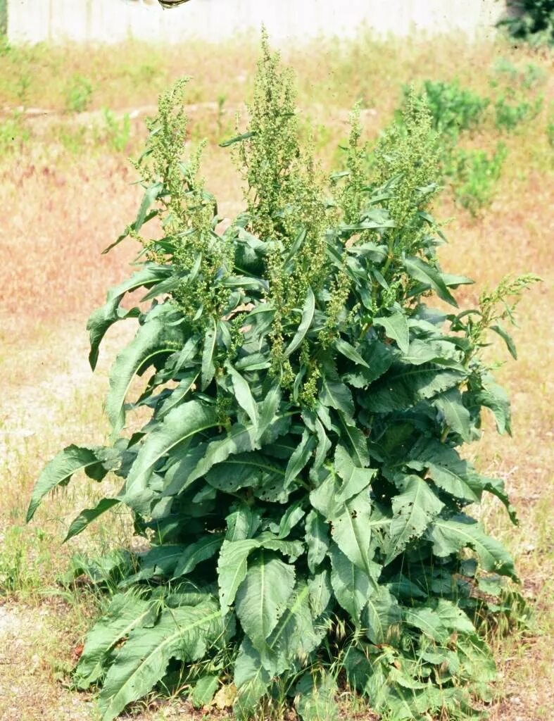 Женский орган в виде щавеля. Щавель курчавый (Rumex crispus). Желтый щавель Rumex crispus. Щавель курчавый семена. Щавель курчавый Казахстан.