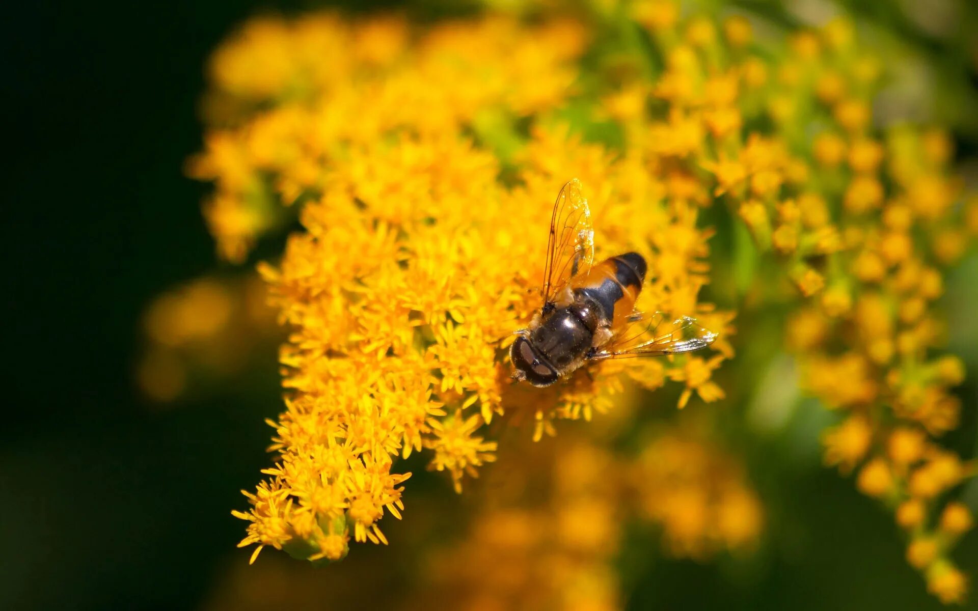Воздух пахнет медом. Пчела. Пчела на цветке. Пчела фото. Красивая пчела.