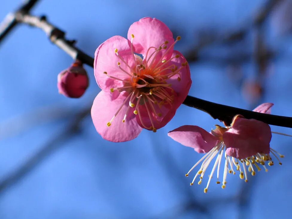 Plum blossom. Умэ дерево. Умэ Мон. Цветок Умэ.