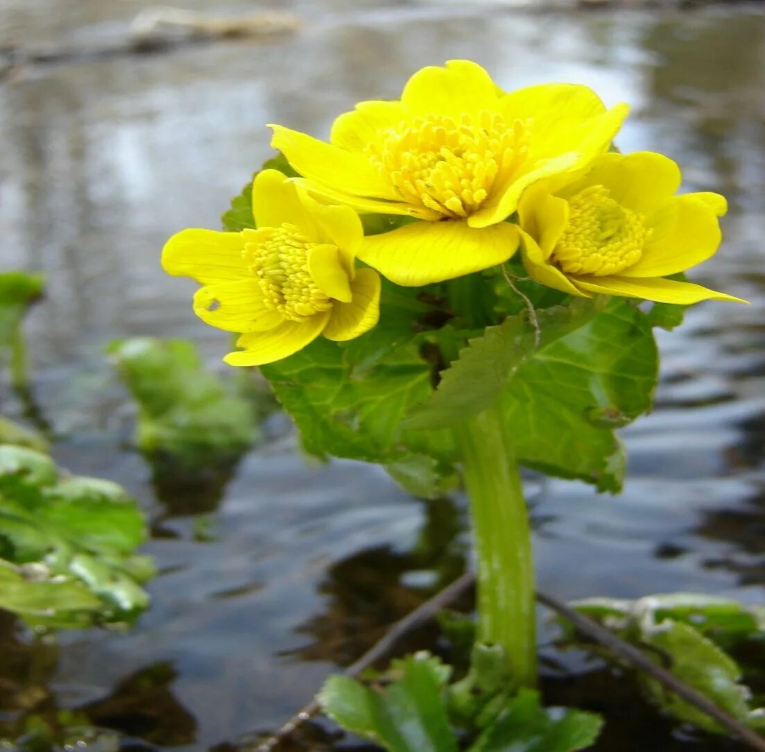 Вологая. Калужница Болотная. Калужница Болотная (Caltha palustris). Ветреница калужница. Первоцветы калужница Болотная.