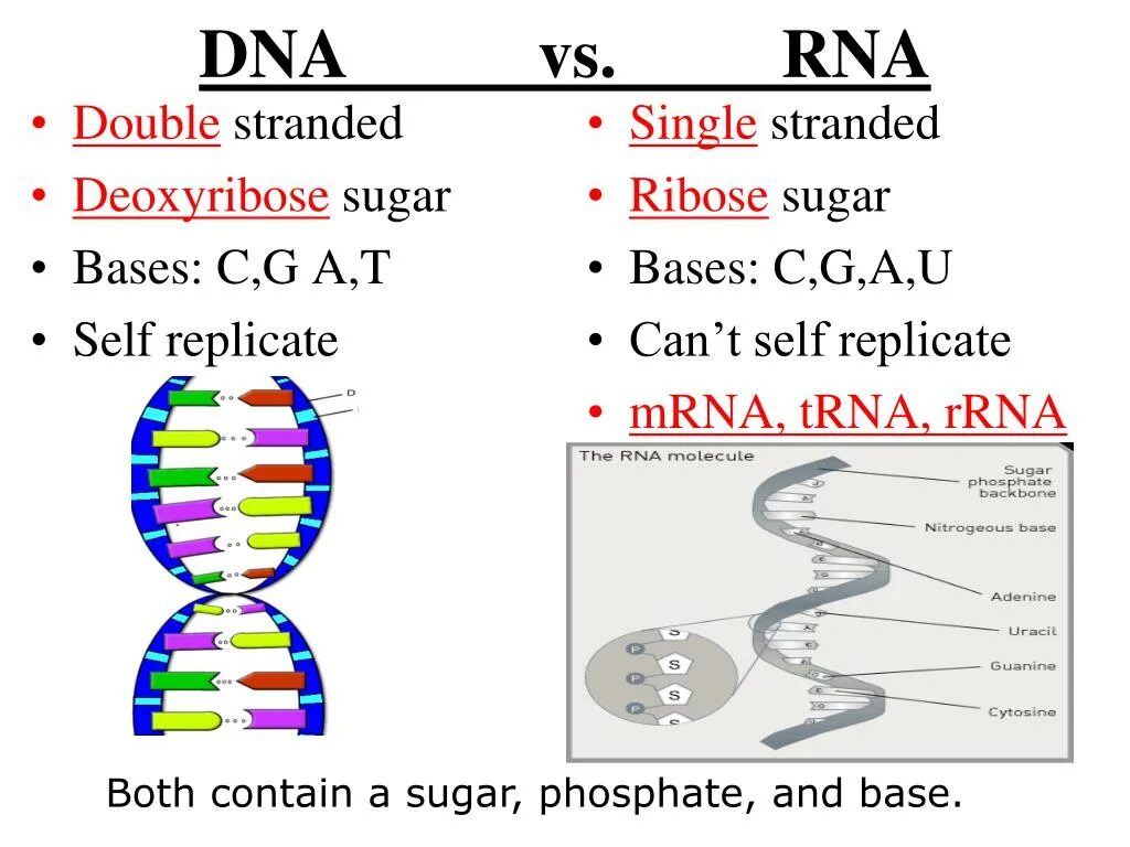 DNA vs RNA. V DNA. Double Stranded DNA. Properties DNA and RNA.