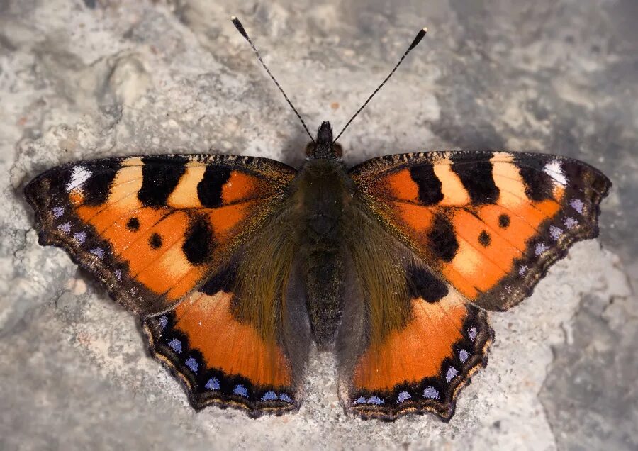 Бабочка Адмирал крапивница. Aglais urticae (Linnaeus, 1758). Бабочка Шоколадница. Бабочка Шоколадница лимонница и капустница.