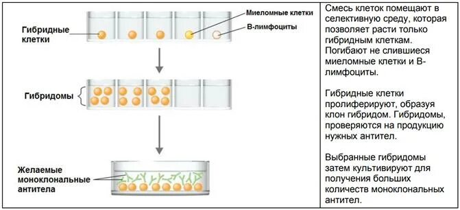 Гибридомы для получения моноклональных антител. Гибридомный метод получения моноклональных антител. Этапы получения гибридом. Гибридные клетки. Для гибридом используются