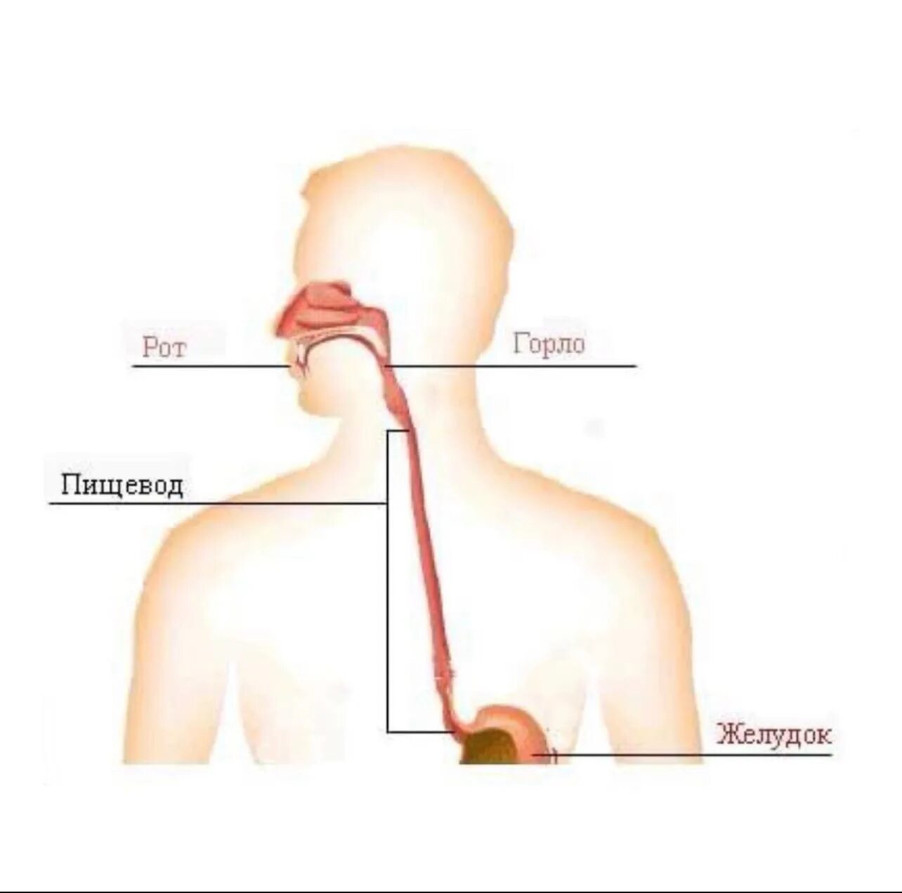 Что делает пищевод. Строение гортани и пищевода. Анатомия человека горло гортань пищевод. Глотка пищевод строение анатомия. Строение гортани пищевода и желудка.