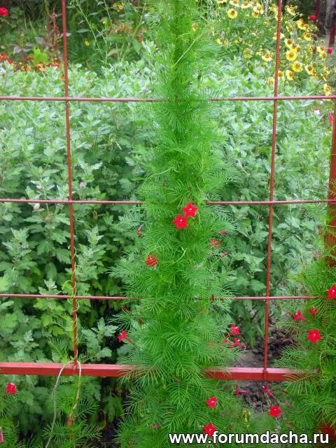 Ipomoea quamoclit (Квамоликт перистый) 3шт Сбор 22г