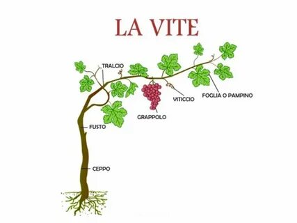 Vite paths
