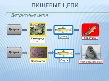 Составить 2 3 пищевые цепи озера