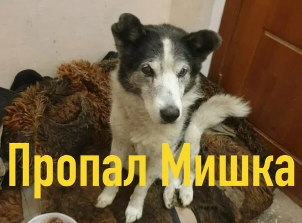 Амурский медведь. Потерялся медведь. Потерялся медведь. Потерялся медведь. Объявления потерялся мишка.