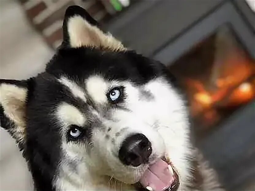 Хаски 2019. Хаски 2019 - автопортреты. Хаски великий новгород. Порода хаски. Хаски великий новгород.