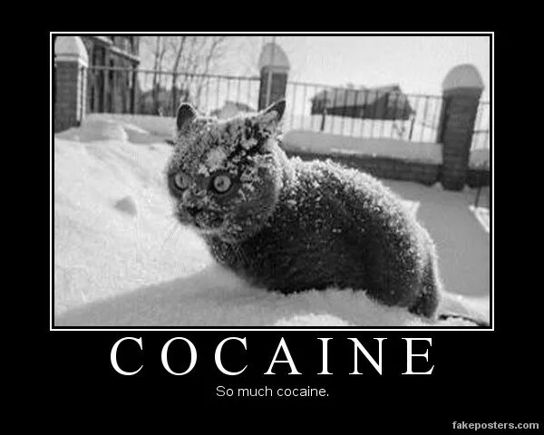 So much happening. Кот so much cocaine. So much cocaine Мем. Кот в снегу кокаин. Кот кокаин Мем.