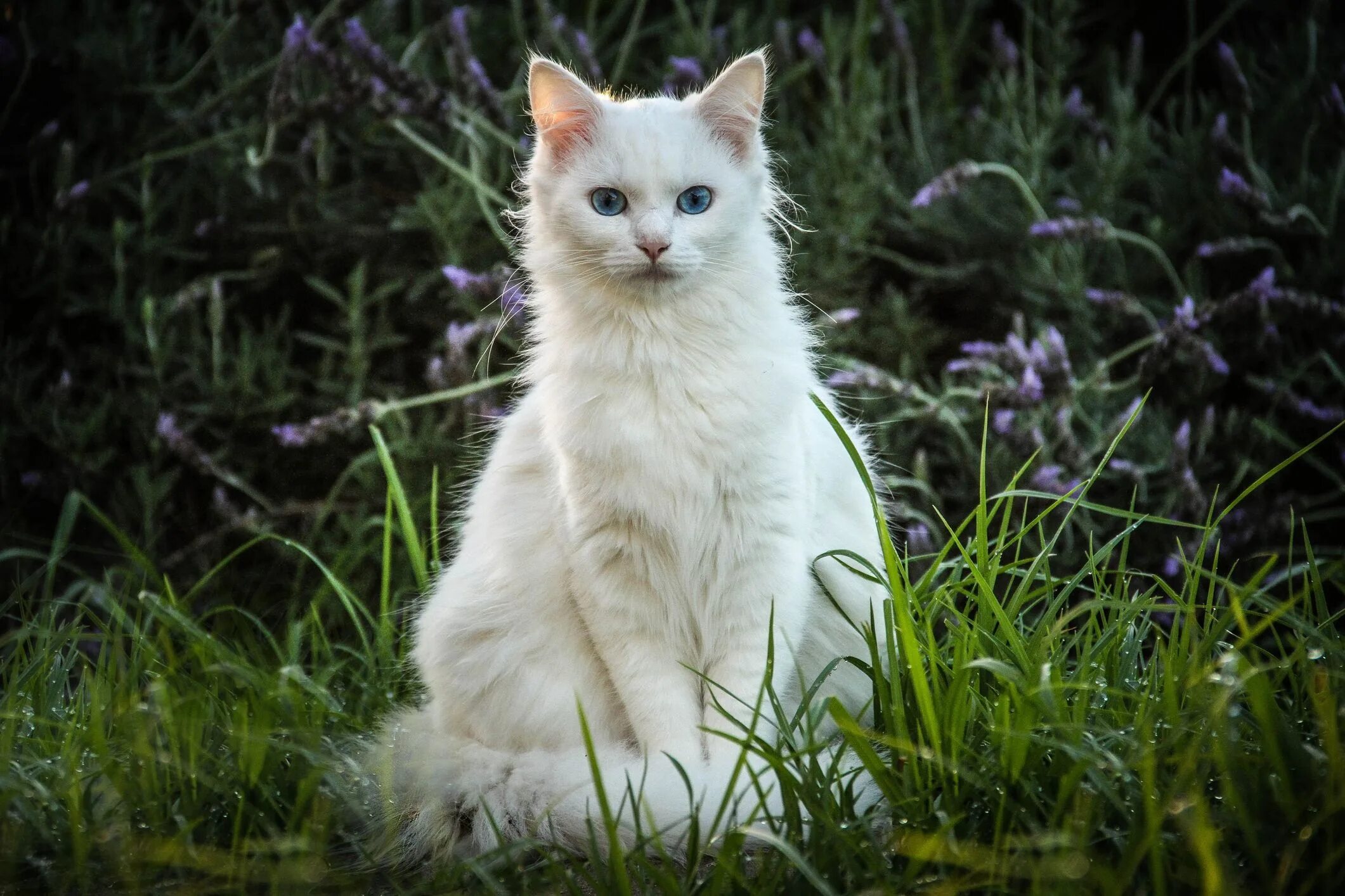 Белый кот мурзик. Турецкий Ван гетерохромия. Турецкий Ван бобтейл. Турецкий Ван короткошерстный. Турецкий Ван альбинос.