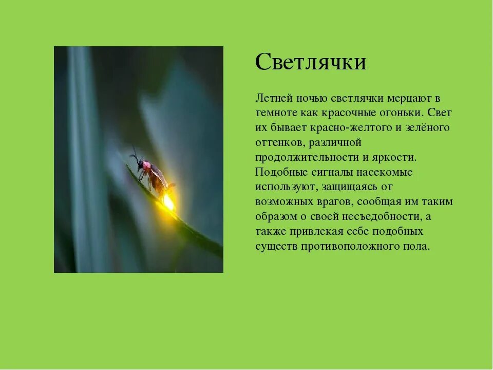 Доклад про светлячков. Слова песни светлячок. Научно-познавательный рассказ о светлячках. Доклад про светлячков. Светлячок факты для детей.