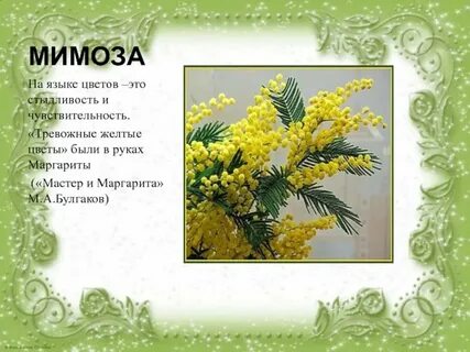 Мимоза афоризмы