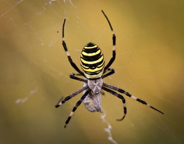 Most AMAZING Spiders In The World (странный паук) - YouTube