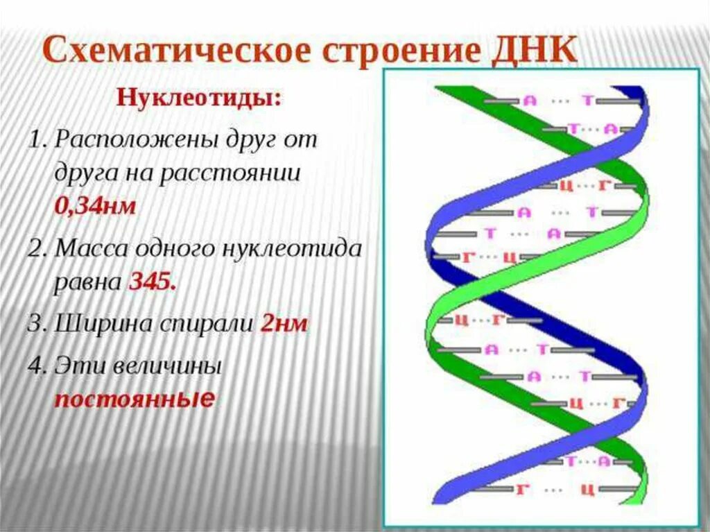 Какого структура днк. Строение ДНК хромосомы гены. Структурная организация молекулы ДНК. Схема строения молекулы ДНК. ДНК строение и функции.