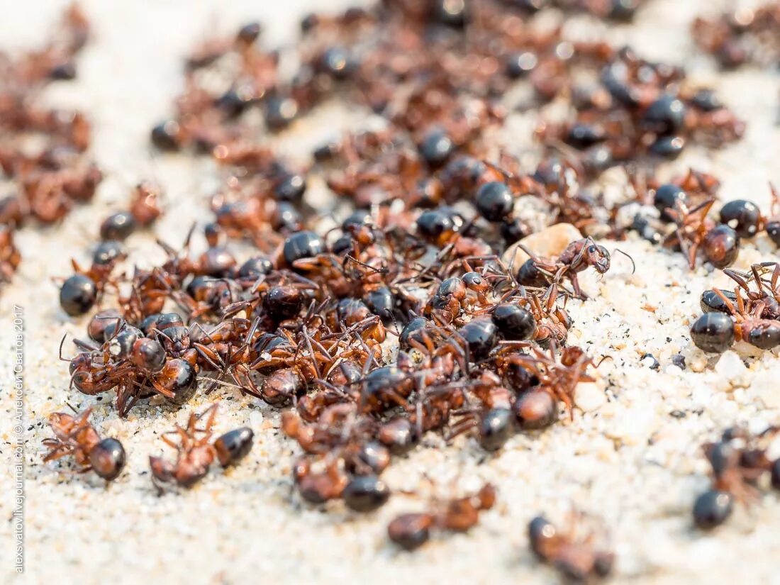 Муравьи черви. Деманд против муравьев 5мл. Деманд "Expert Home" против муравьев 5мл. Кучка муравьев. Толпа муравьев.