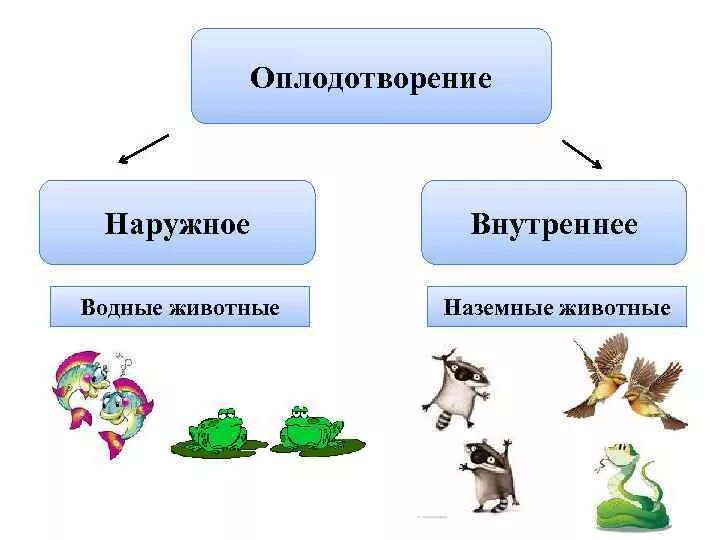 Выберите типы оплодотворения. Внутренне и наружное оплодотворение это. Внешнее и внутреннее оплодотворение у животных. Внешнее оплодотворение и внутреннее оплодотворение. Внешнее и внутреннее оплодотворение таблица.