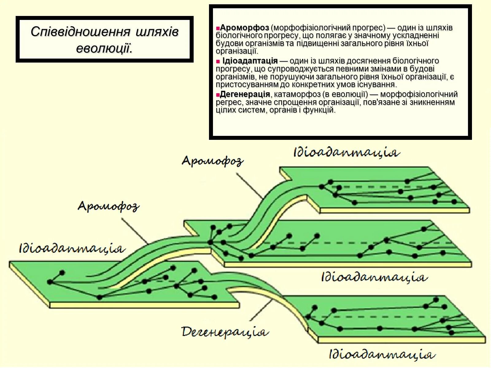 Ароморфоз идиоадаптация общая дегенерация это пути достижения. Основные направления эволюции биологический Прогресс. Направления эволюции и пути достижения биологического Прогресс. Биологический Прогресс ароморфоз идиоадаптация дегенерация. Главные направления эволюции ароморфоз