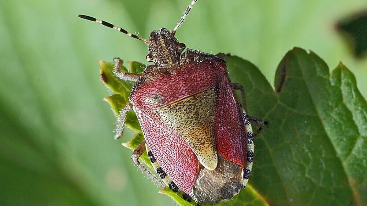 Клоп щитник ягодный какое развитие. Dolycoris baccarum - щитник ягодный. Клоп щитник. Клоп щитник ягодный. Щитник Dolycoris.